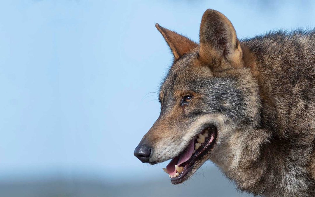 Consideraciones sobre el régimen jurídico de la Unión Europea e internacional de aplicación al lobo (canis lupus) y su traslación al derecho español