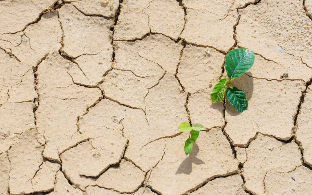 Cambio climático y transformaciones del derecho local